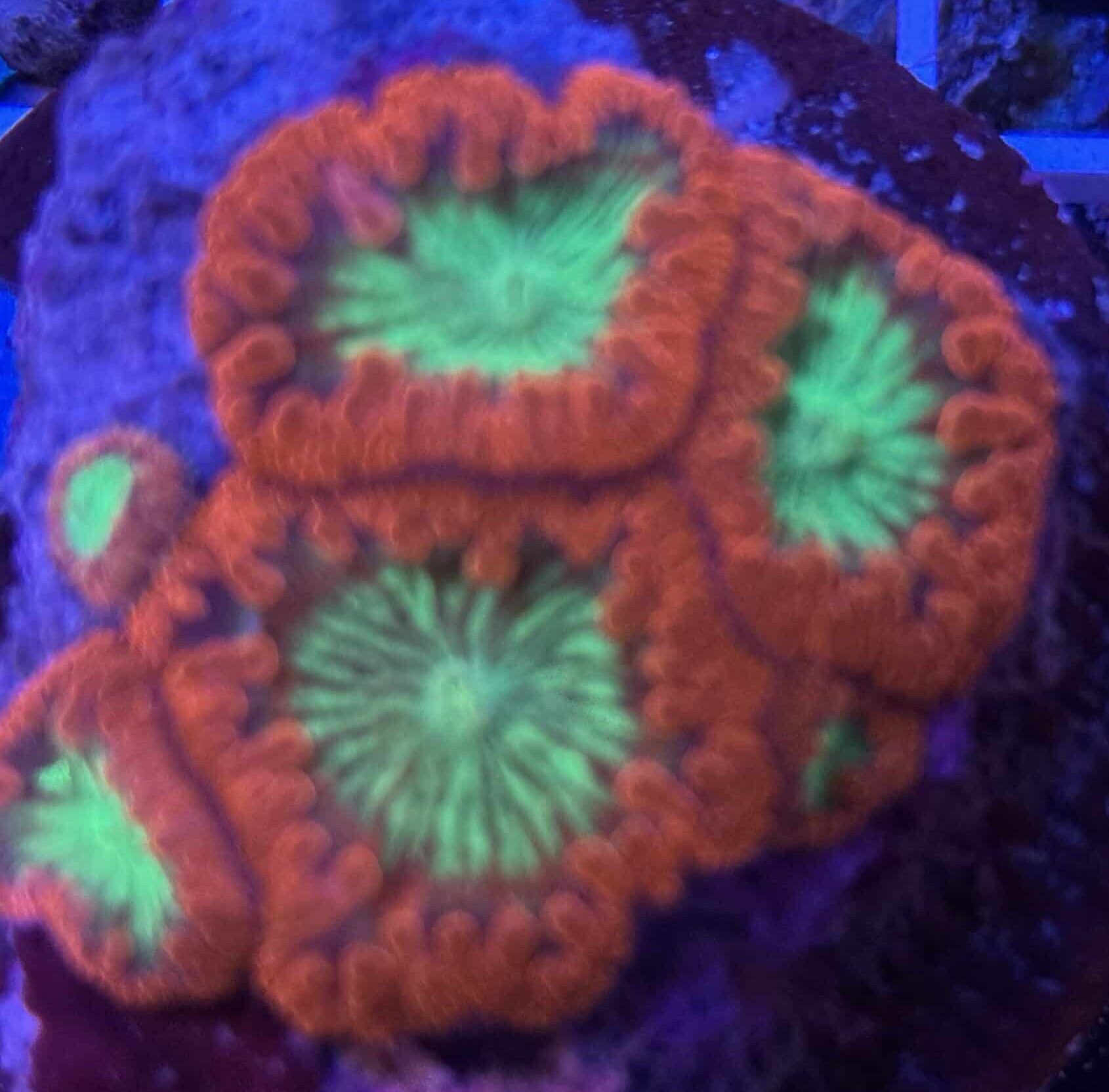 Coral Colony LPS Blastomussa Wellsi Mix Color CRR2-R7-B1