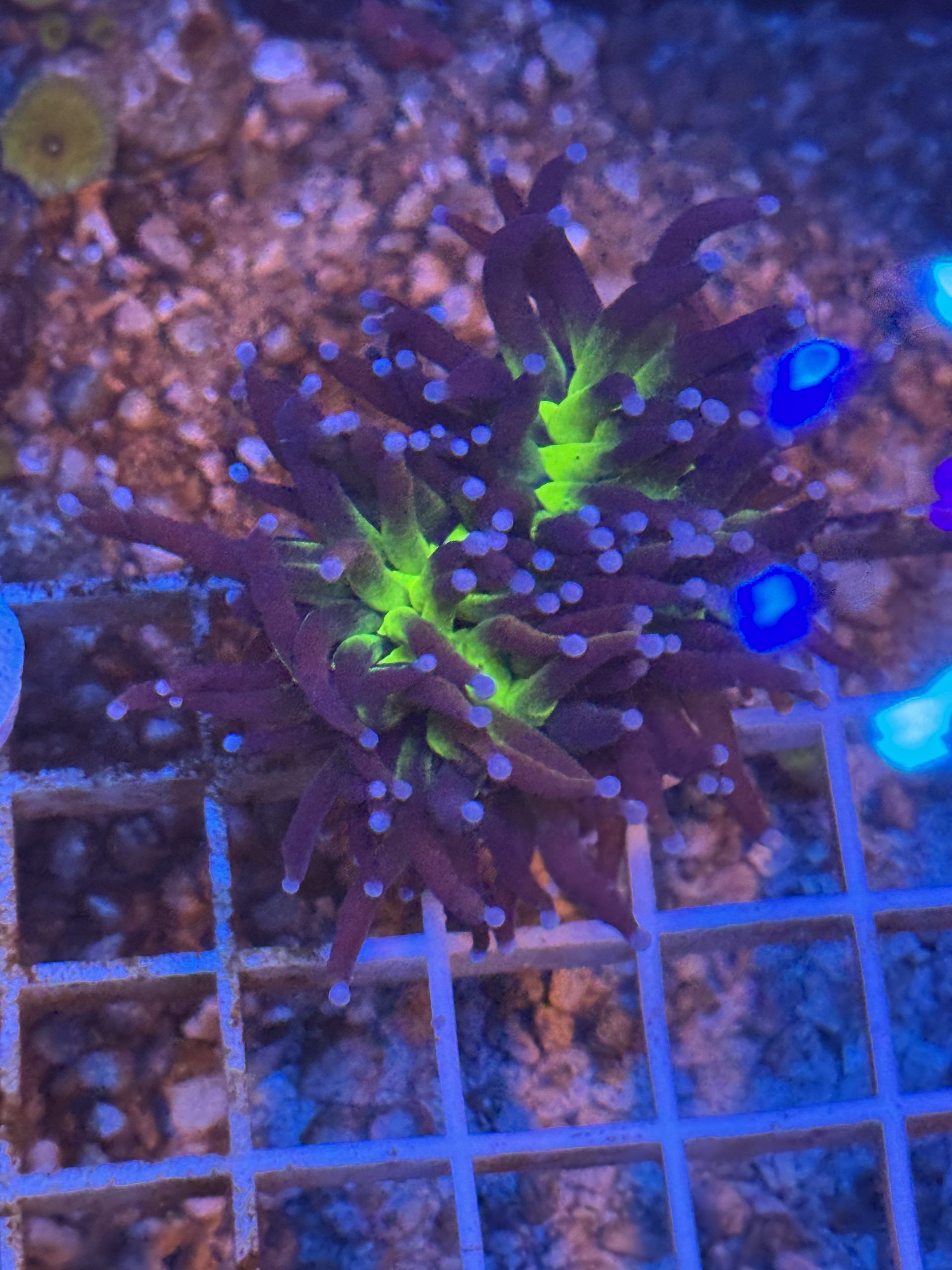 Coral Frag LPS Ultra Torch Nuclear Fusion Euphyllia glabrescens